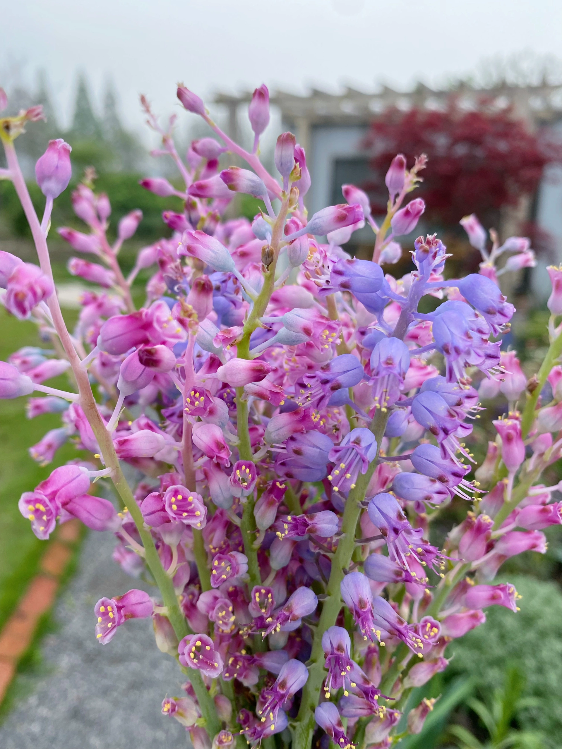 💥Over 60% OFF🌱Lachenalia Aloides Seeds🦋Firecracker Shaped Flowers