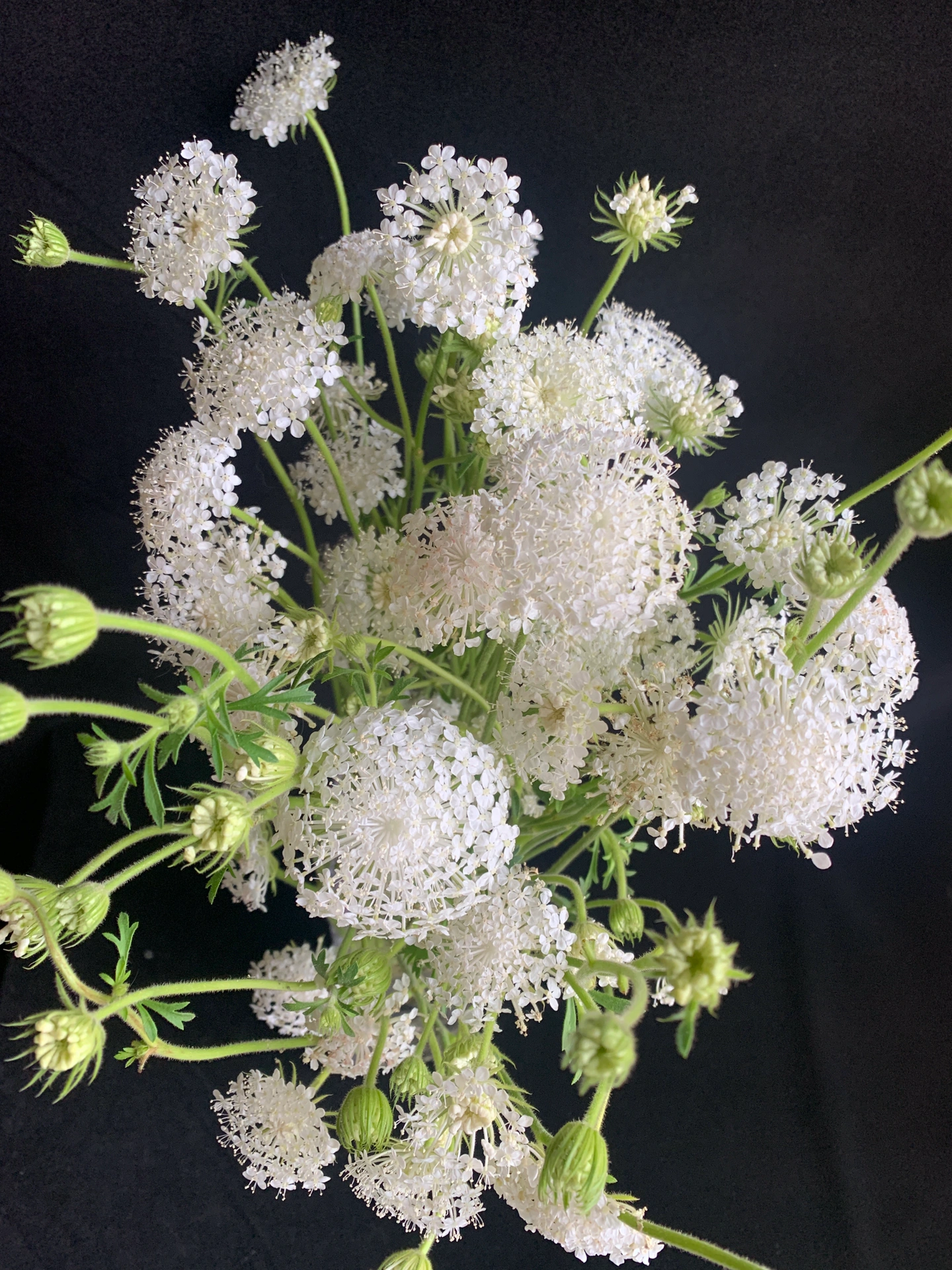 Trachymene coerulea Graham