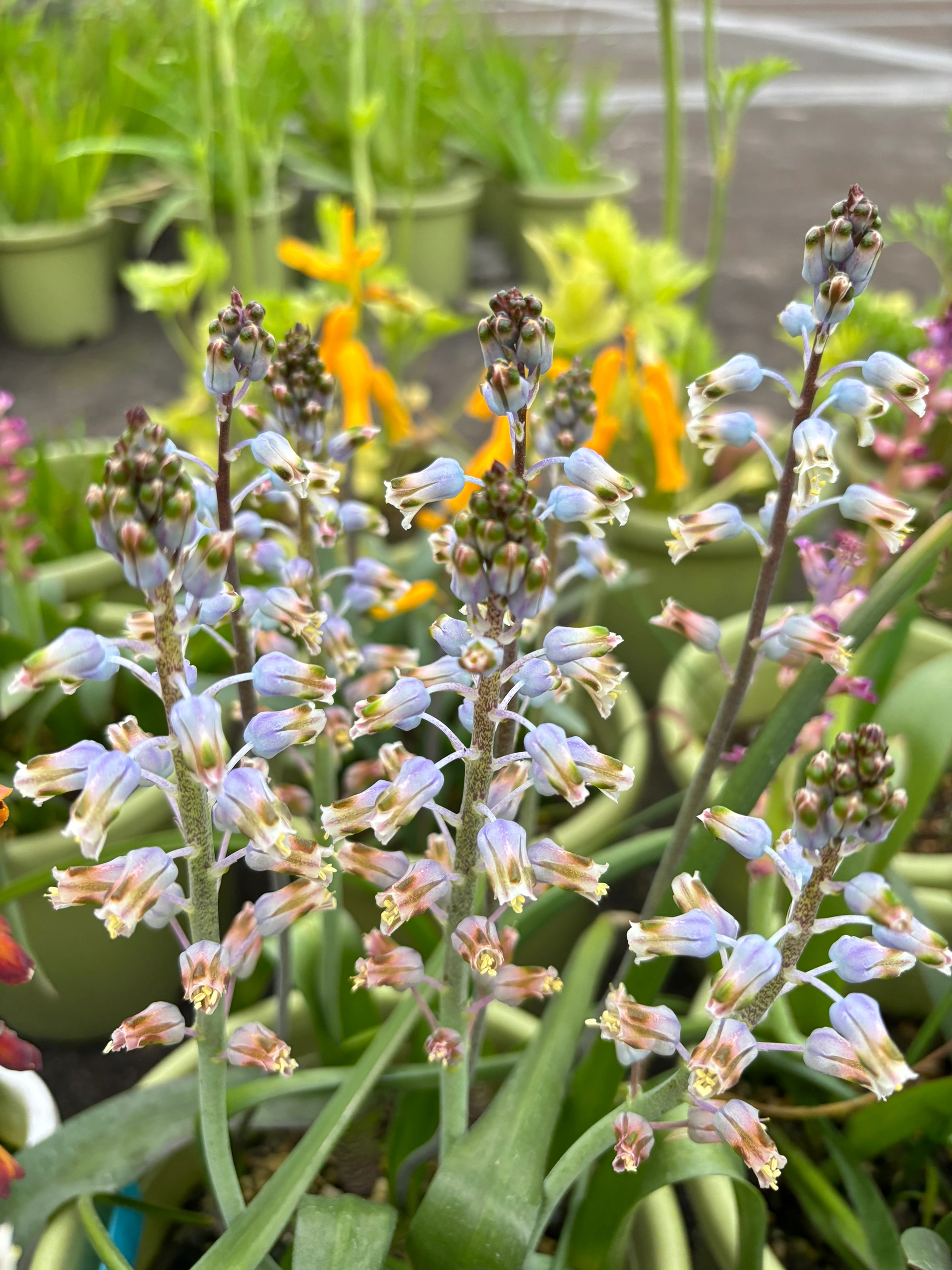 💥Over 60% OFF🌱Lachenalia Aloides Seeds🦋Firecracker Shaped Flowers