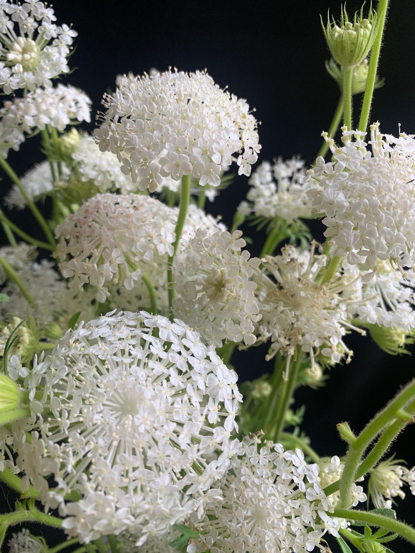 Trachymene coerulea Graham