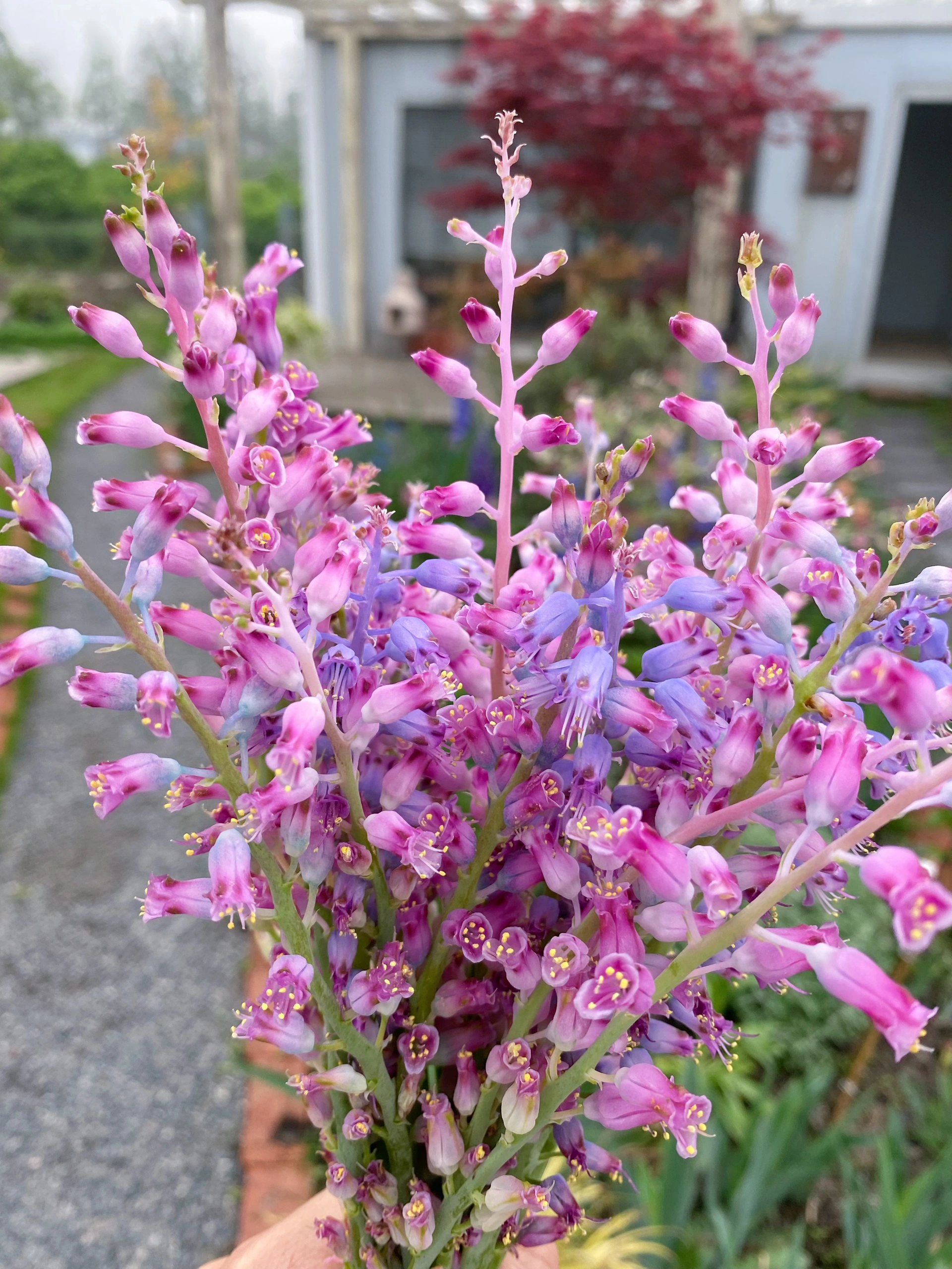 💥Over 60% OFF🌱Lachenalia Aloides Seeds🦋Firecracker Shaped Flowers