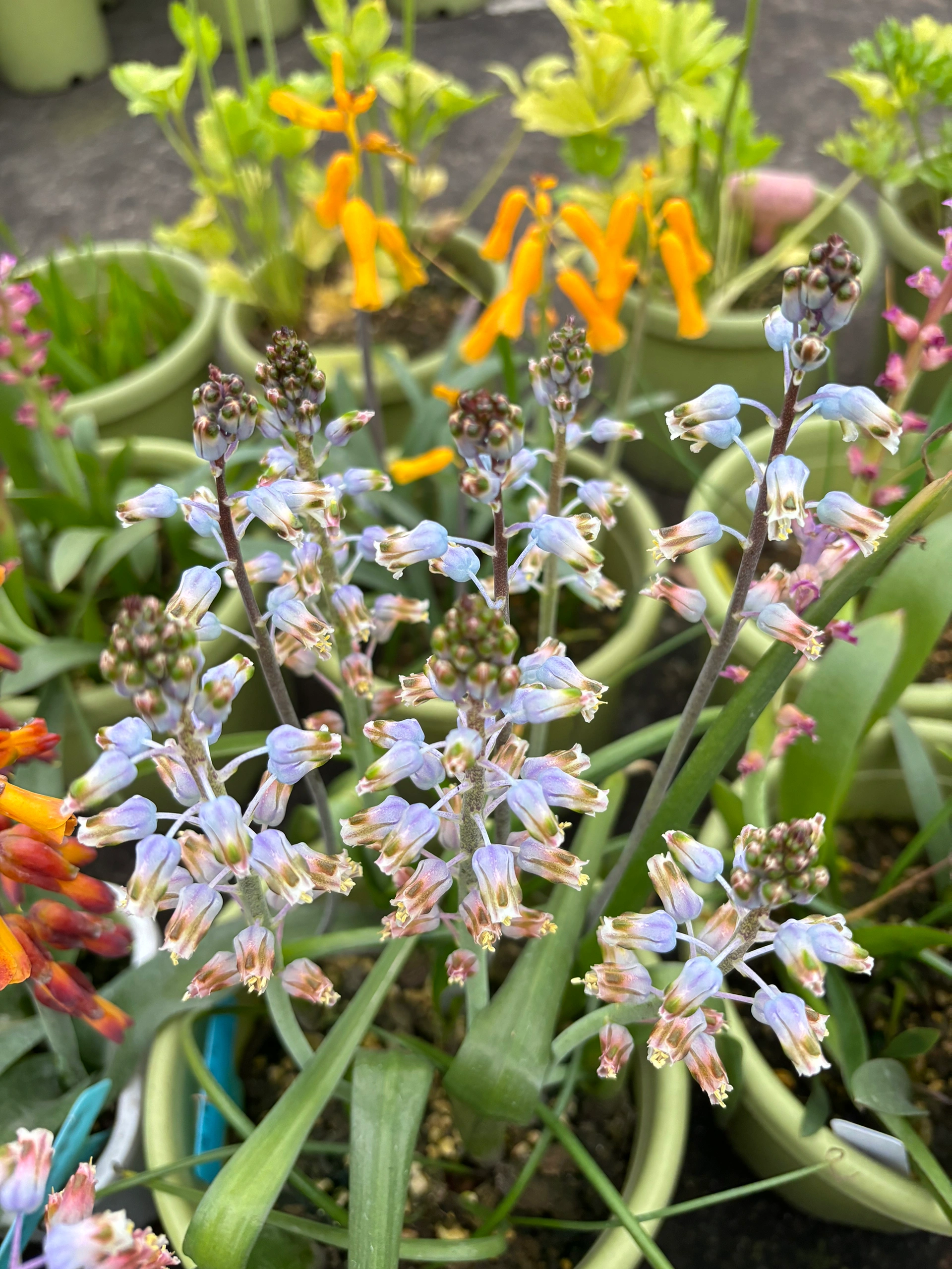 💥Over 60% OFF🌱Lachenalia Aloides Seeds🦋Firecracker Shaped Flowers