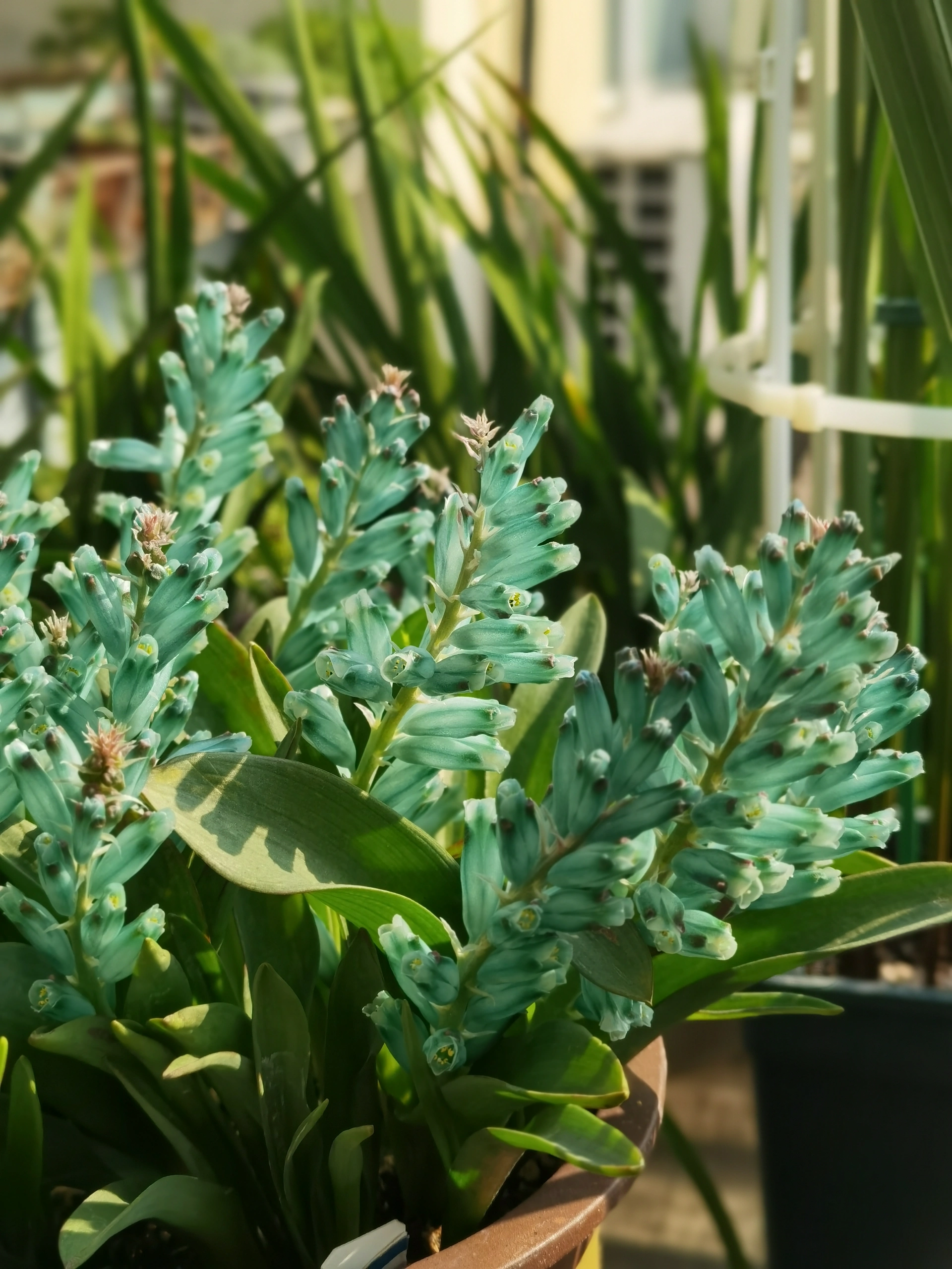 💥Over 60% OFF🌱Lachenalia Aloides Seeds🦋Firecracker Shaped Flowers