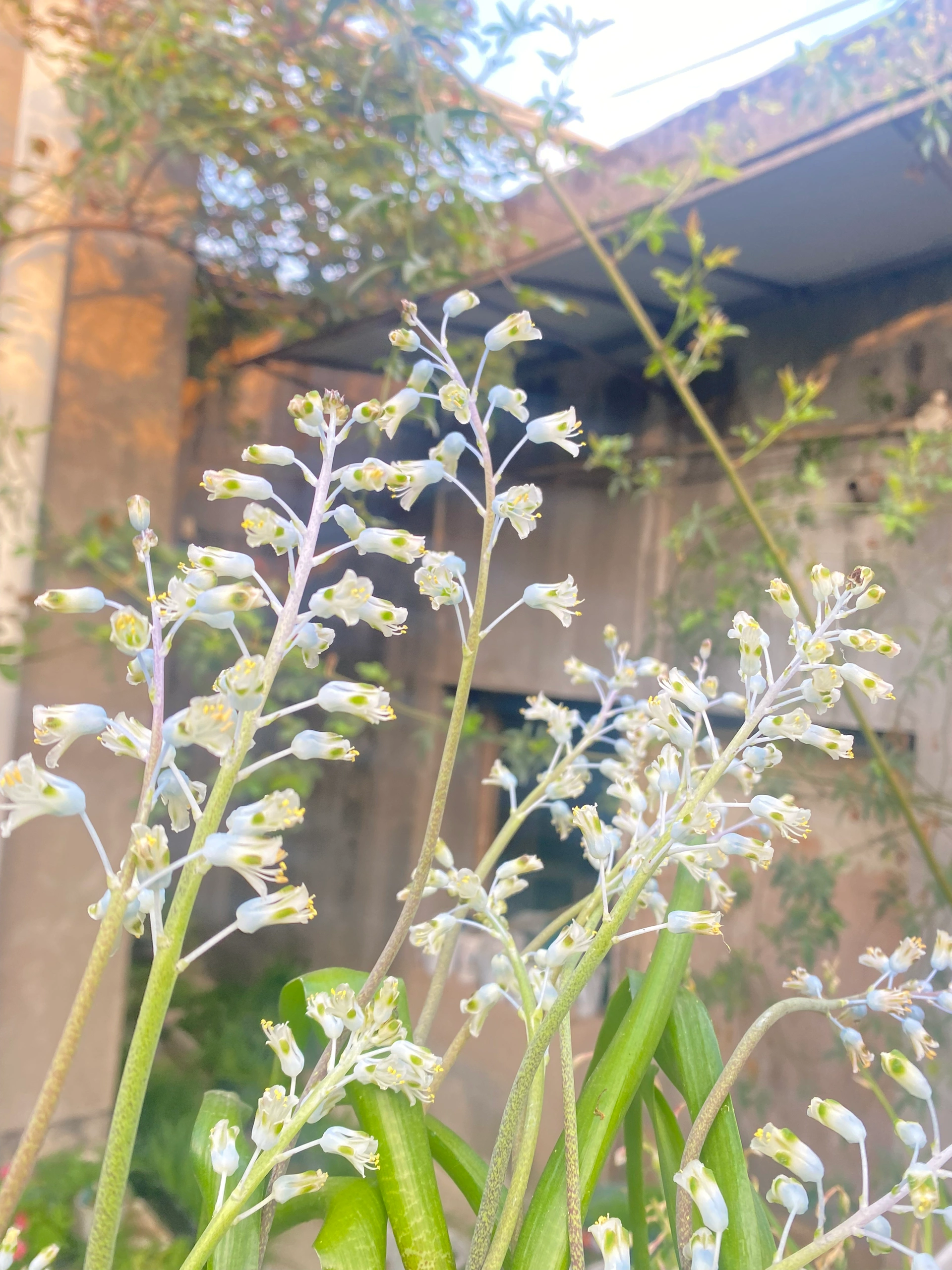 💥Over 60% OFF🌱Lachenalia Aloides Seeds🦋Firecracker Shaped Flowers