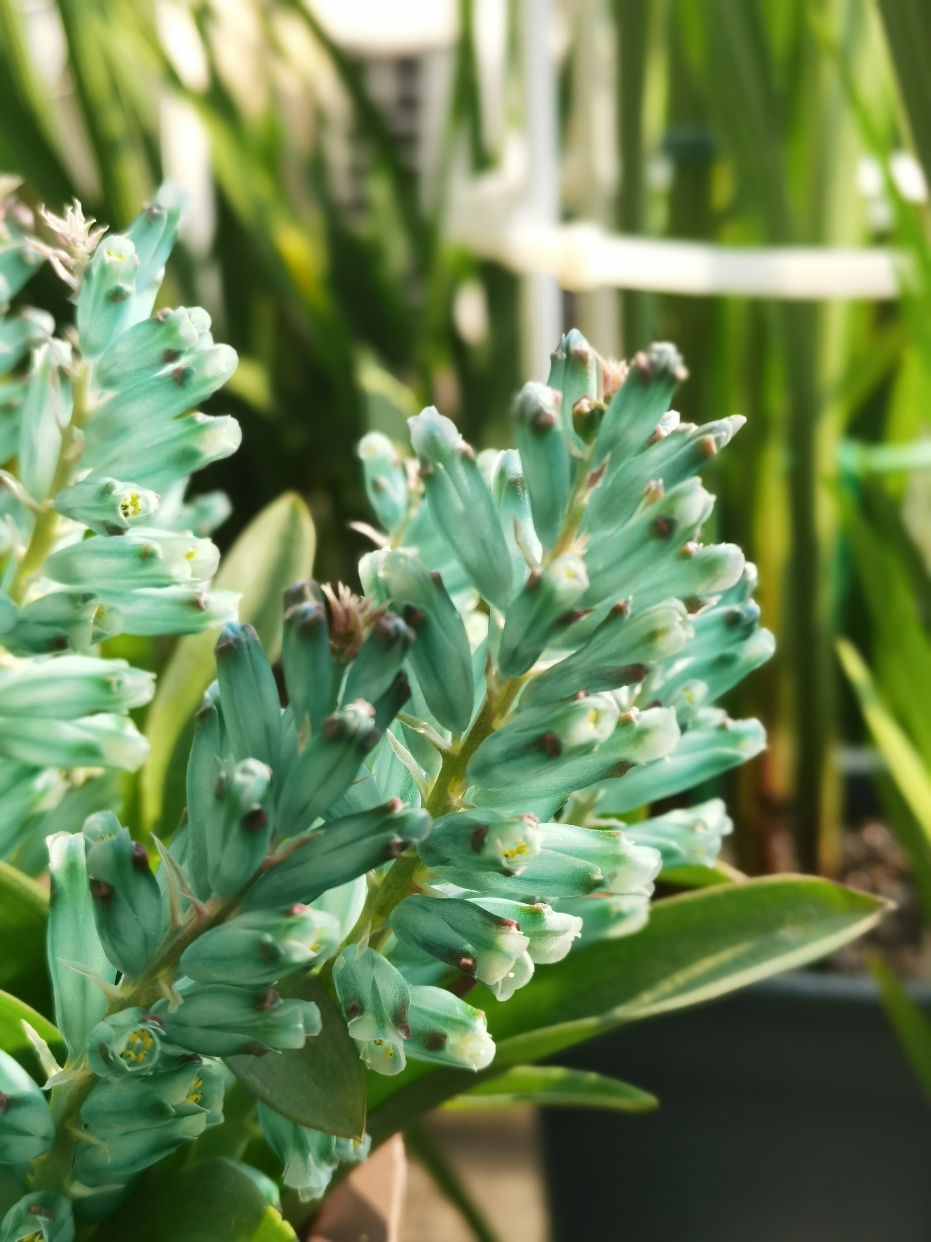 💥Over 60% OFF🌱Lachenalia Aloides Seeds🦋Firecracker Shaped Flowers