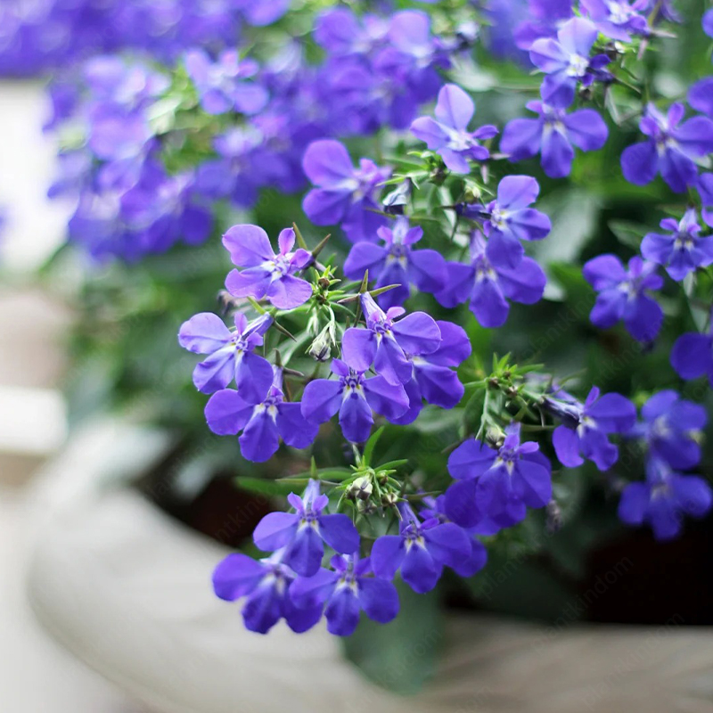 Lobelia Erinus Seeds