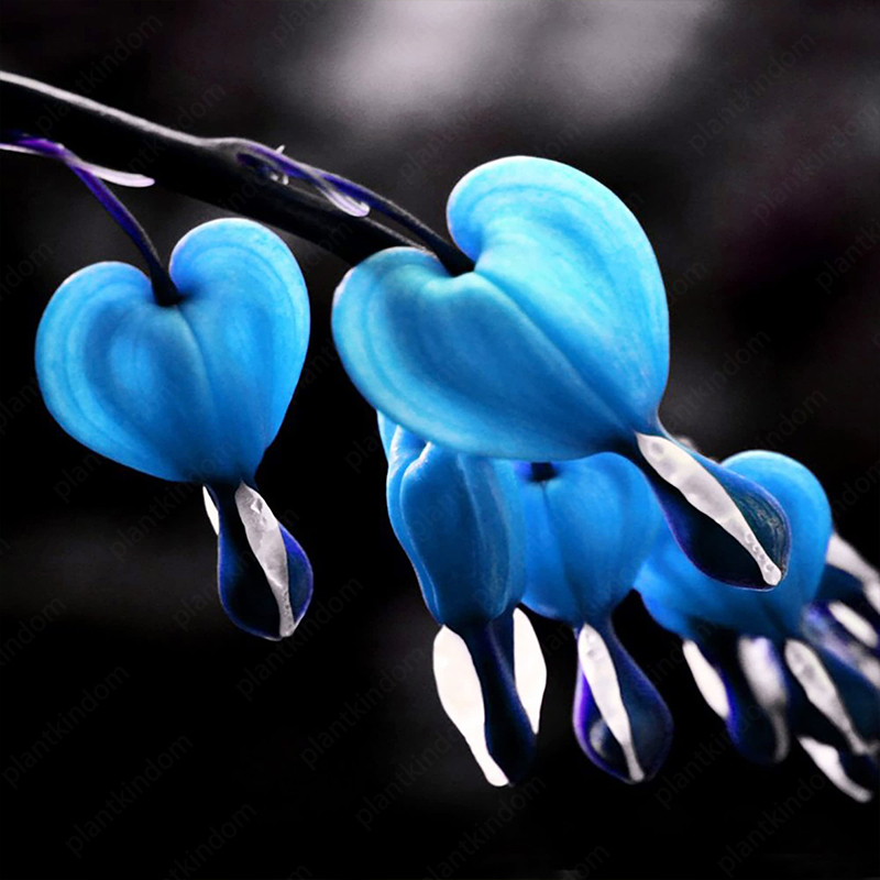 Lamprocapnos spectabilis