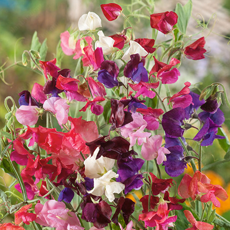 Sweet Pea Flower 