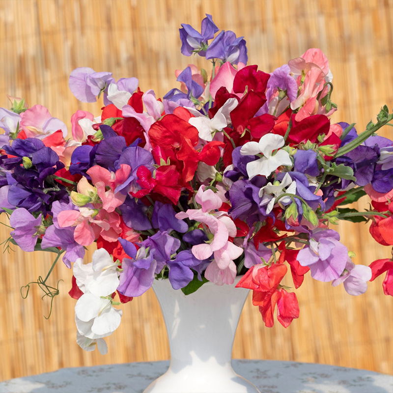🚀Hot New Product🫛Sweet Pea Flower Seeds🌈Colorful Flowers