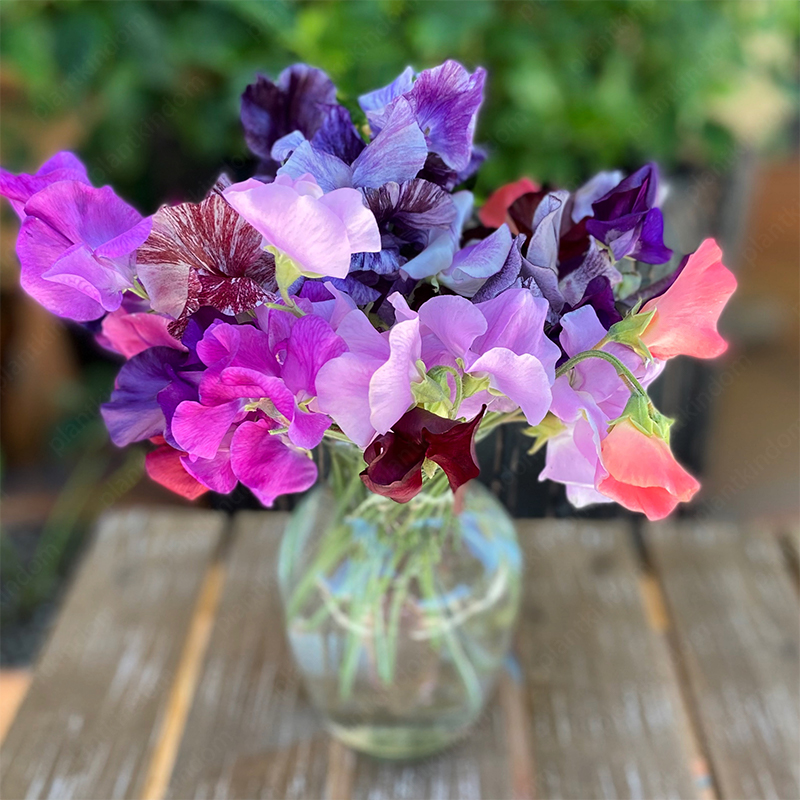 Sweet Pea Flower 