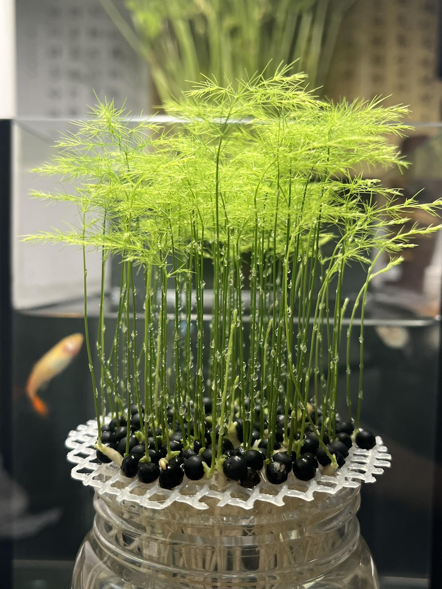 🎍Planting cloud bamboo✨From seeds to beautiful indoor plants