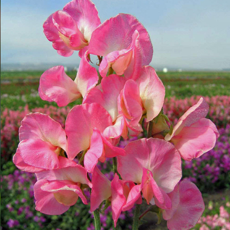 Sweet Pea Flower 