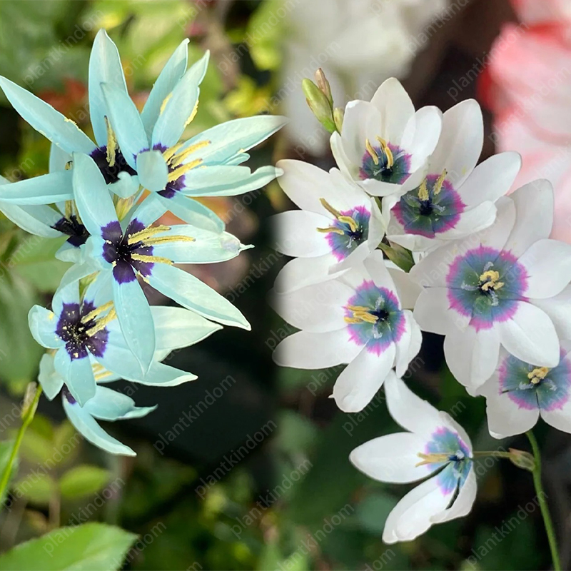 🌷Special promotion on Iris seeds