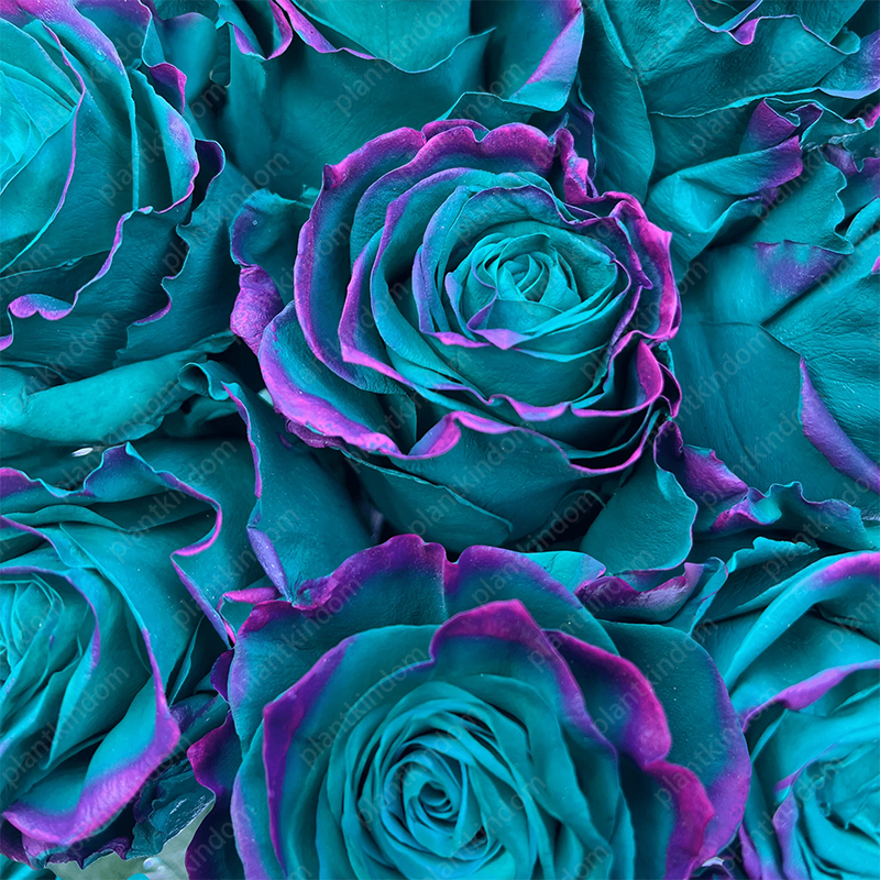 Garden of Dreams with Rare Color Varieties of Rose Seeds