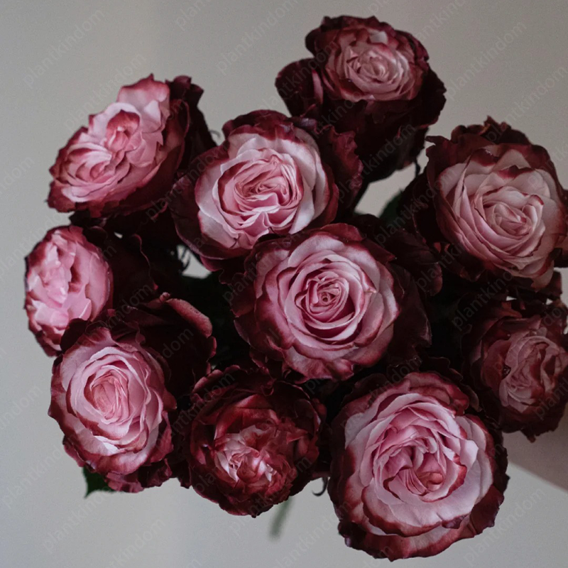 Garden of Dreams with Rare Color Varieties of Rose Seeds