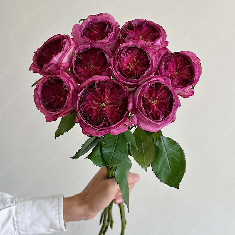 Garden of Dreams with Rare Color Varieties of Rose Seeds