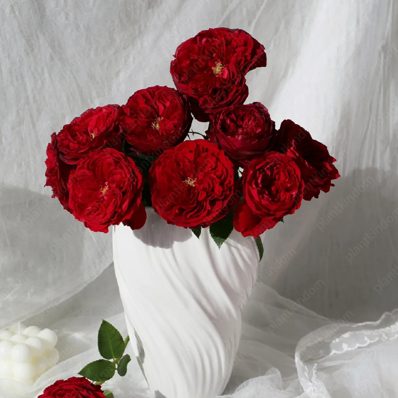 Garden of Dreams with Rare Color Varieties of Rose Seeds