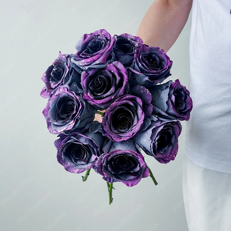 Garden of Dreams with Rare Color Varieties of Rose Seeds