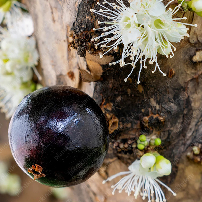 ☀️Limited time special offer Jabuticaba seeds