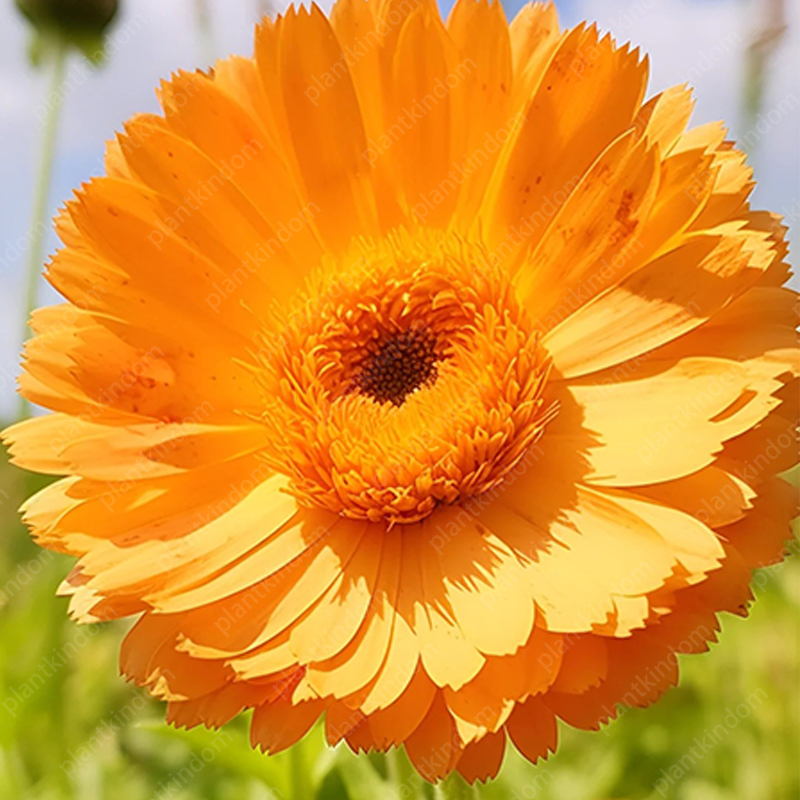 💥Limited Time Special Offer Calendula Seeds