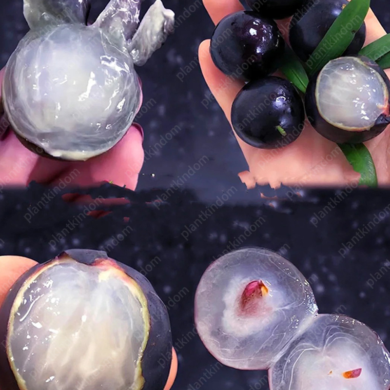 ☀️Limited time special offer Jabuticaba seeds