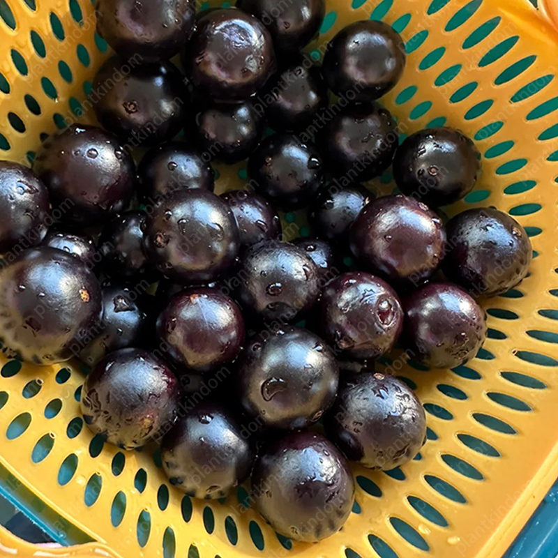 ☀️Limited time special offer Jabuticaba seeds