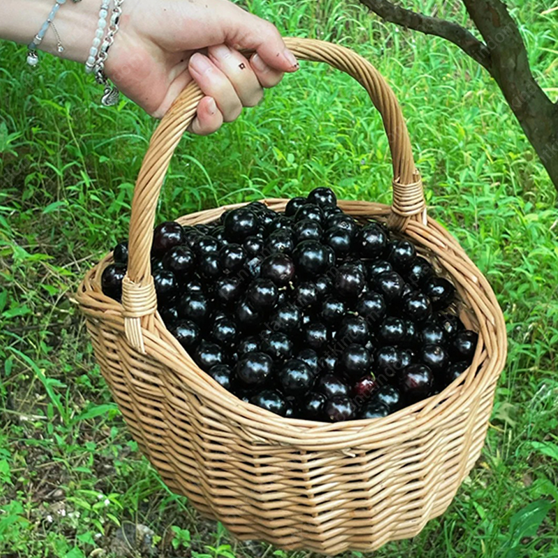 ☀️Limited time special offer Jabuticaba seeds