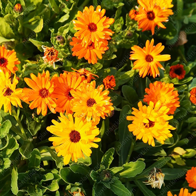 💥Limited Time Special Offer Calendula Seeds