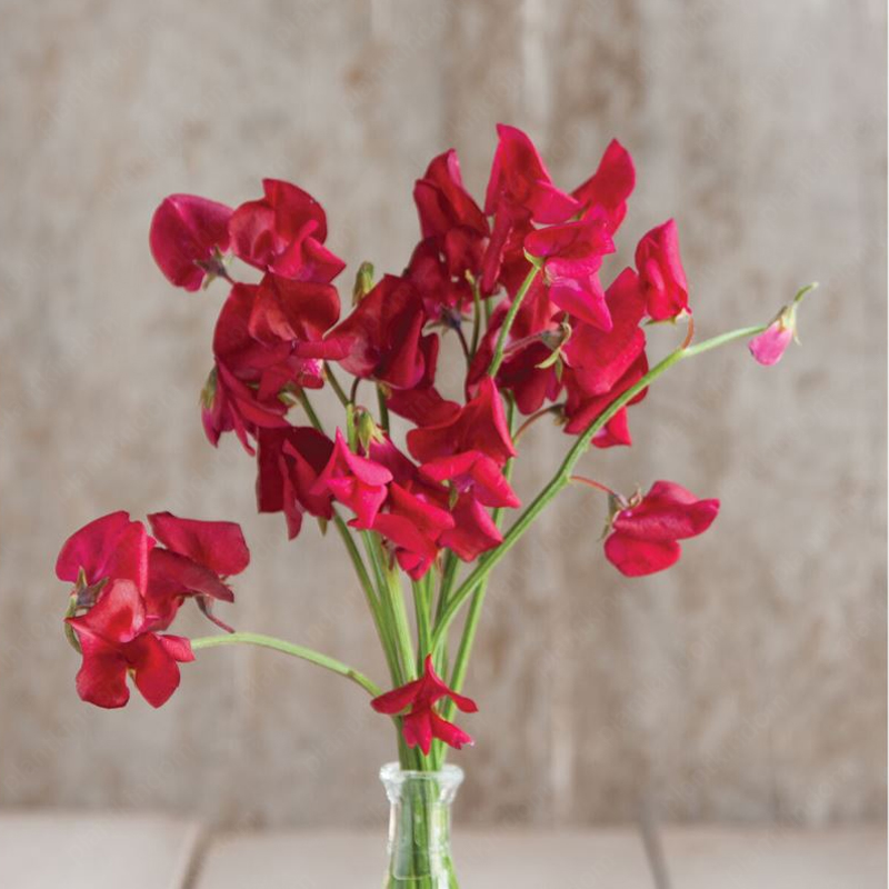 Sweet Pea Flower 
