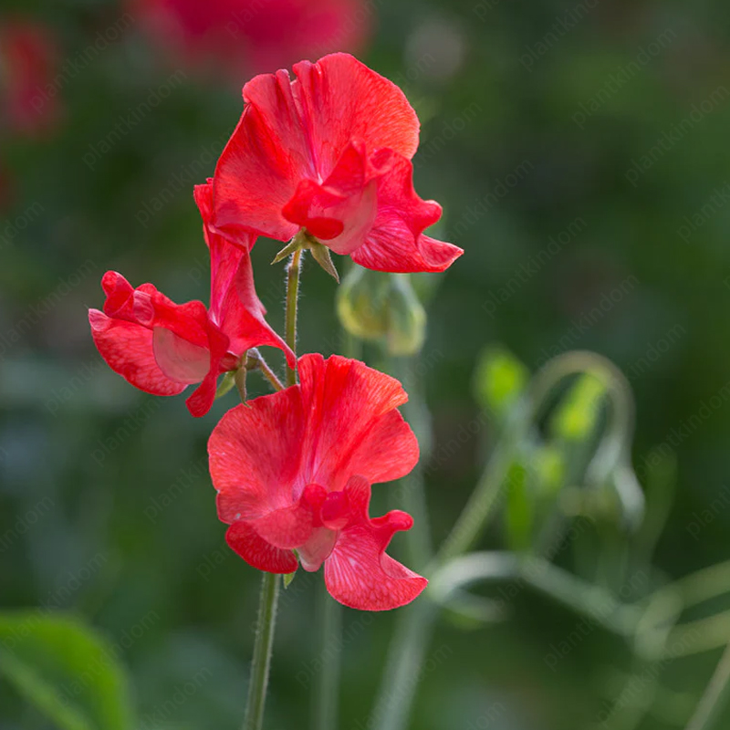 Sweet Pea Flower 