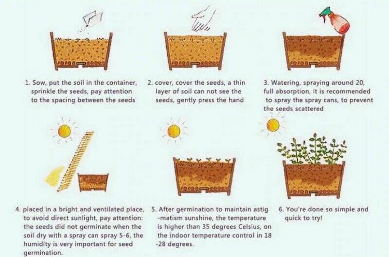 50Pcs Rare Chocolate Flowers Seeds Cosmos Bonsai