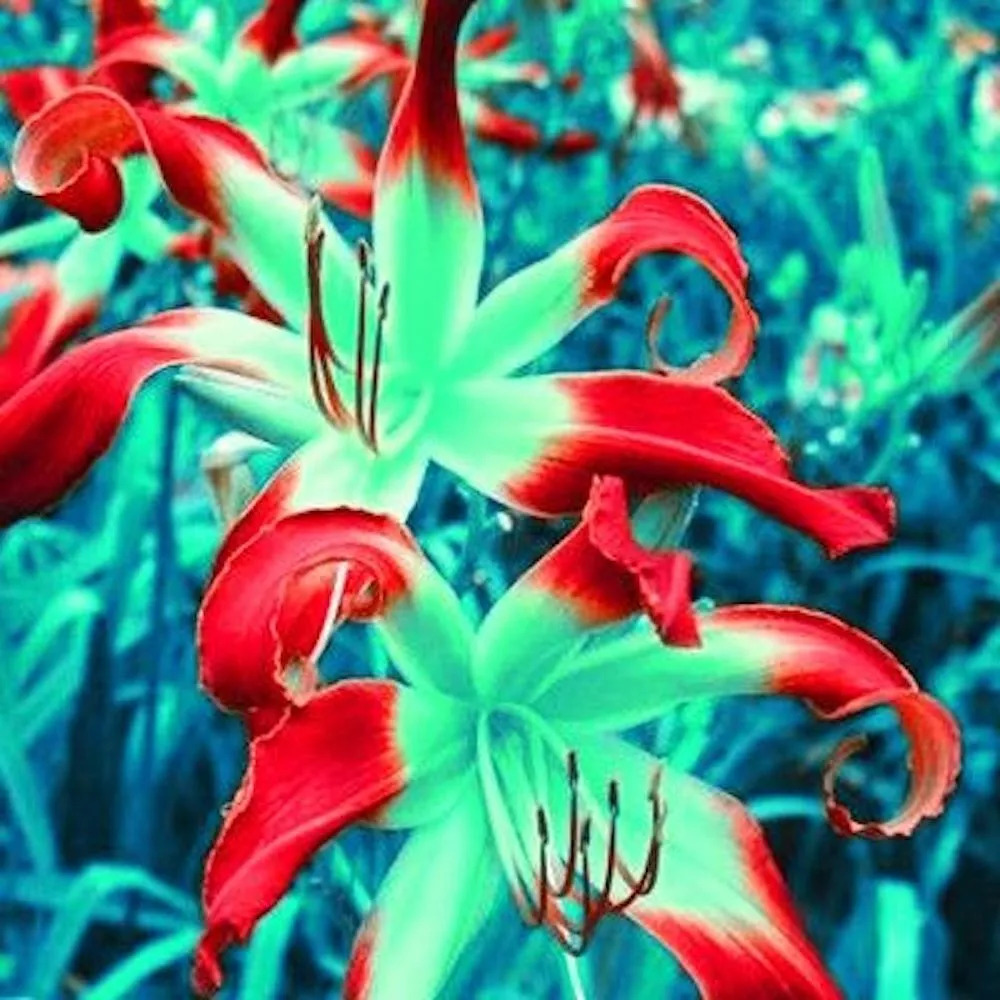 😍Various lily seeds🌱🌱Rare lilies, 100 pieces/pack