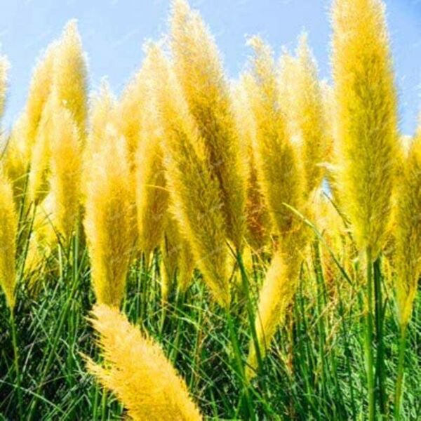 🔥2024 Garden Must-Have🌾 Perennial Pampas Ornamental Grass Seeds