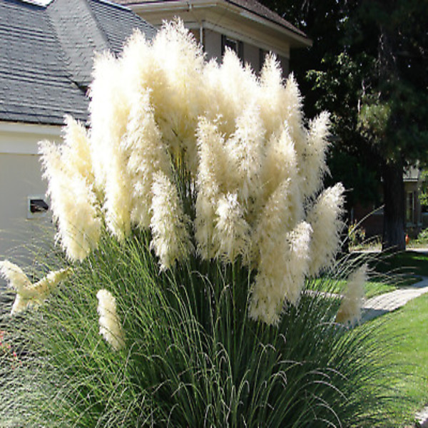 🔥2024 Garden Must-Have🌾 Perennial Pampas Ornamental Grass Seeds