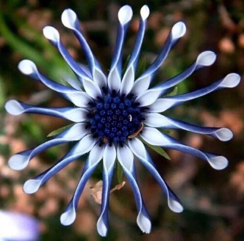 20Pcs Rare Blue Daisy Plants Flower Seeds Garden Plant