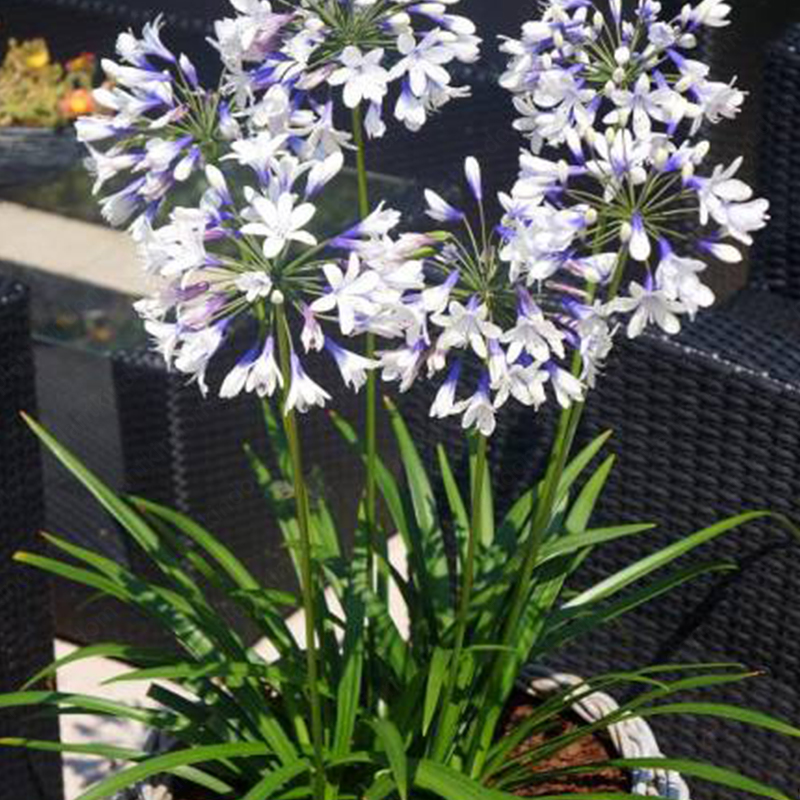 Agapanthus