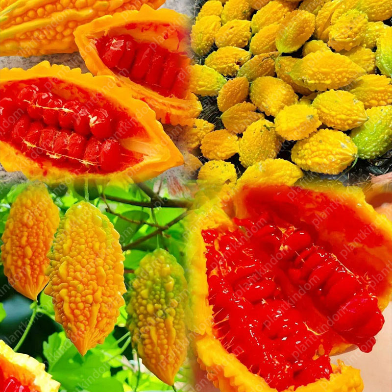 🔥53%OFF 🎉Most Popular Fruits Seeds in 2024🪴Each Pack 40 Seeds