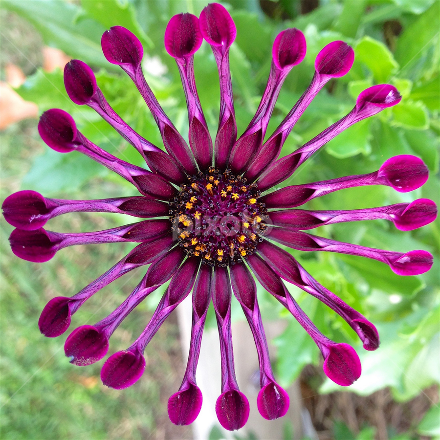 🌿 Rare Blue Daisy Plants – Stunning, Easy-to-Grow, and Long-Blooming! 💙🌼