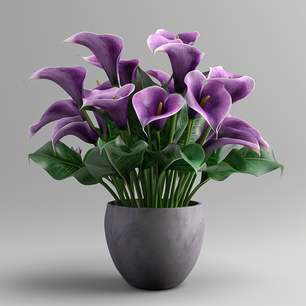 🔥Perennial plants🧲Calla lily seeds🌈Colorful flowers