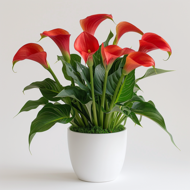 🔥Perennial plants🧲Calla lily seeds🌈Colorful flowers