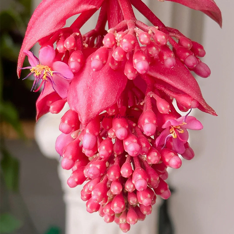 🦄Baolian lantern flower seeds💖Advanced indoor plants