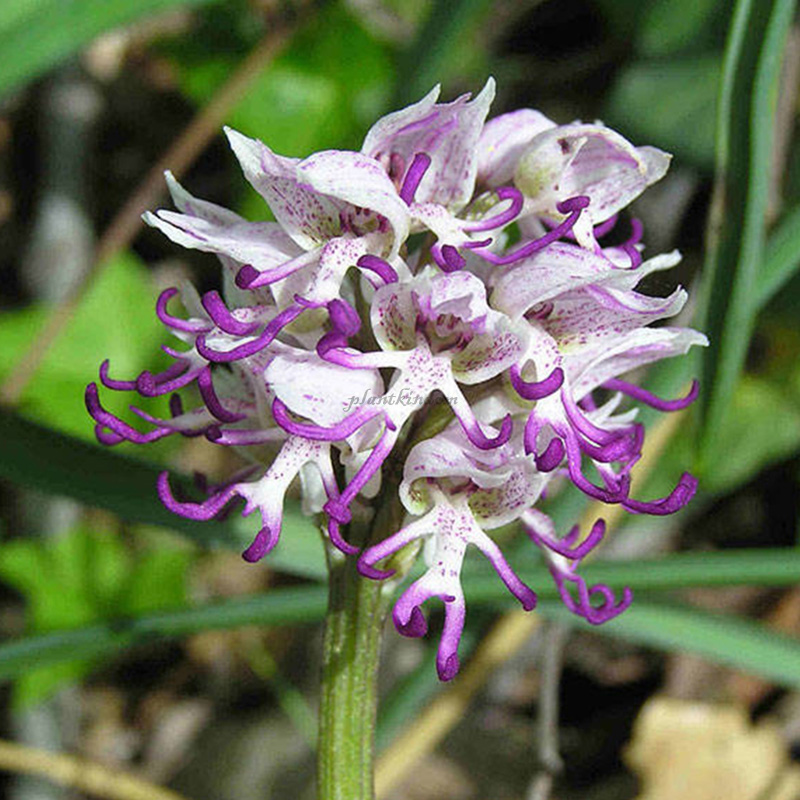 🦄Flying duck orchid seeds🌿Magical natural plant
