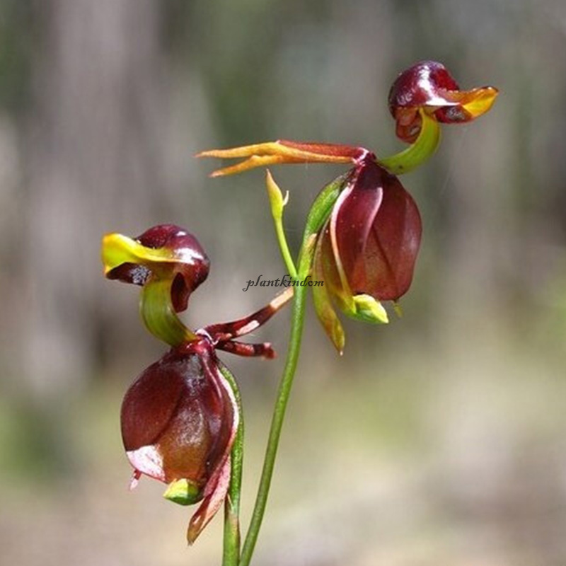 🦄Flying duck orchid seeds🌿Magical natural plant