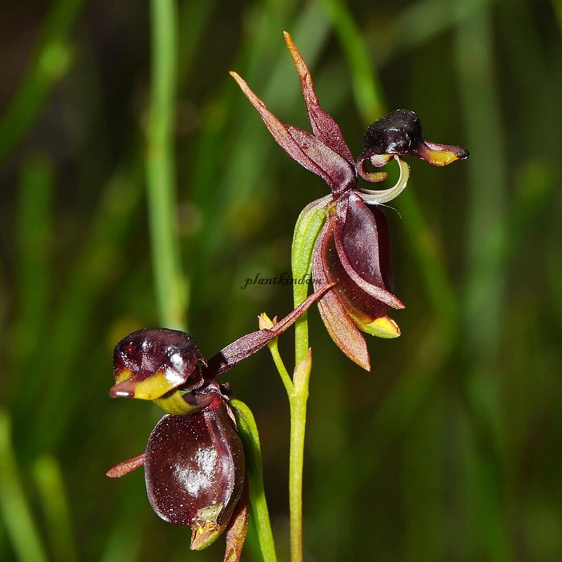 🦄Flying duck orchid seeds🌿Magical natural plant