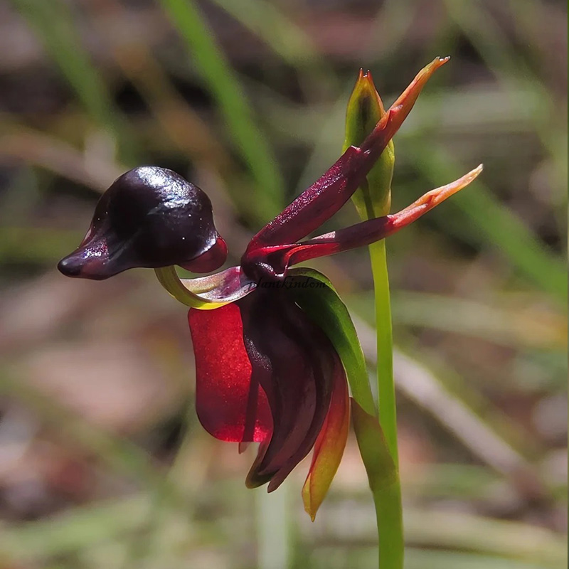 🦄Flying duck orchid seeds🌿Magical natural plant