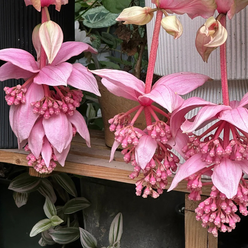 🦄Baolian lantern flower seeds💖Advanced indoor plants