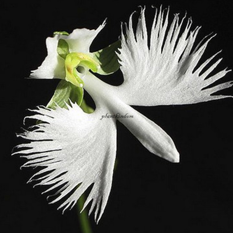 🦄Flying duck orchid seeds🌿Magical natural plant