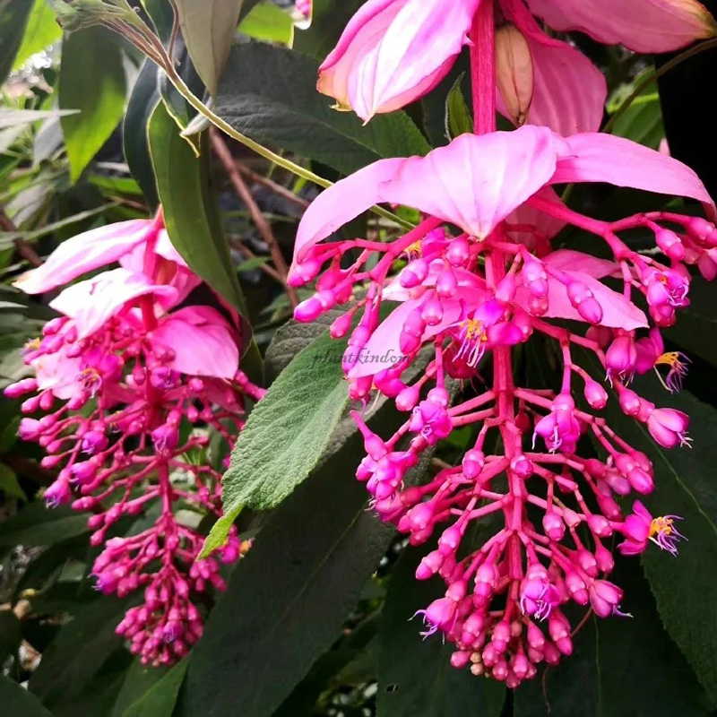 🦄Baolian lantern flower seeds💖Advanced indoor plants