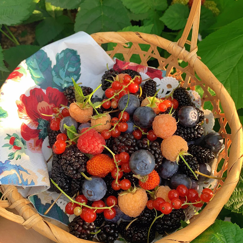 🦄Raspberry seeds💖Healthy organic delicious raspberries