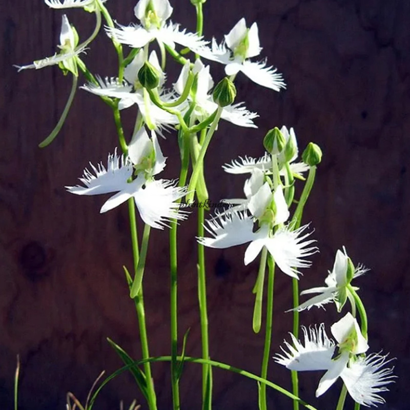 🦄Flying duck orchid seeds🌿Magical natural plant